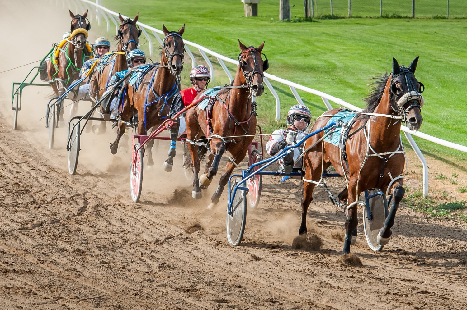 Horse Breed Standardbred Horse Riding Holidays and Safaris
